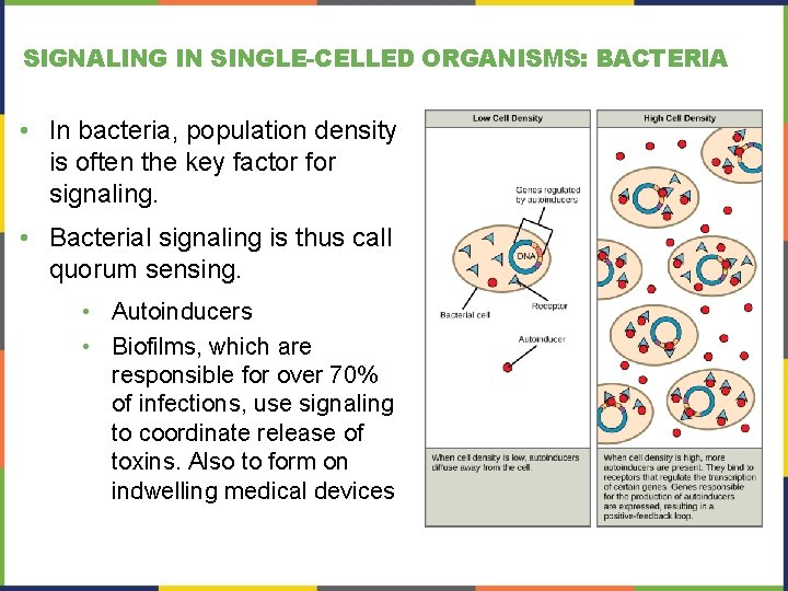 SIGNALING IN SINGLE-CELLED ORGANISMS: BACTERIA • In bacteria, population density is often the key