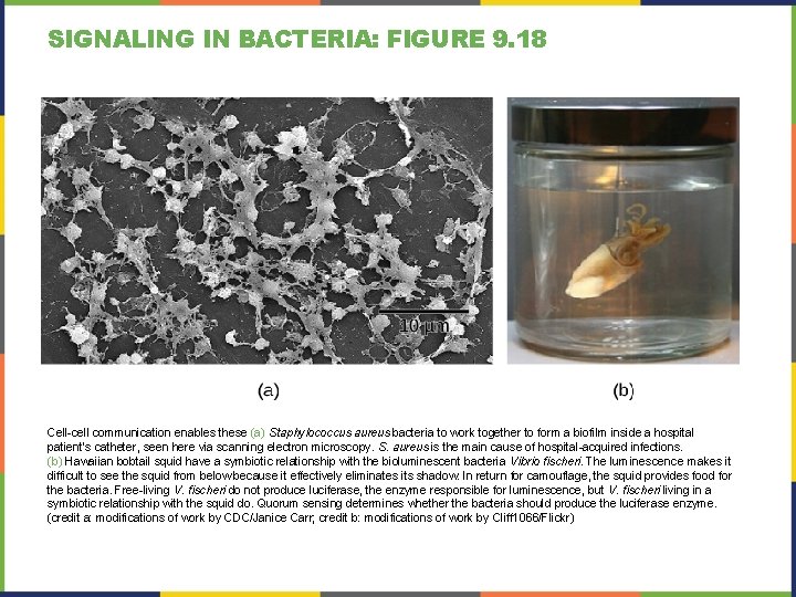 SIGNALING IN BACTERIA: FIGURE 9. 18 Cell-cell communication enables these (a) Staphylococcus aureus bacteria