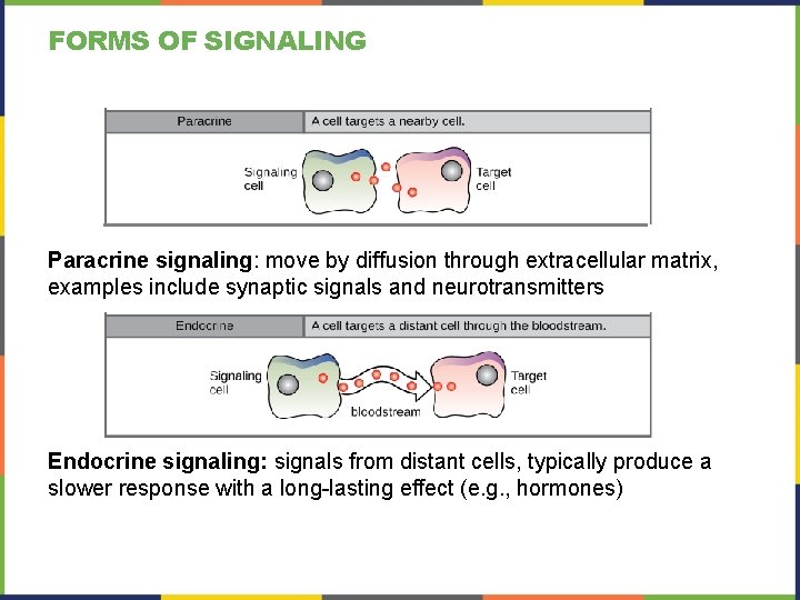 FORMS OF SIGNALING Paracrine signaling: move by diffusion through extracellular matrix, examples include synaptic