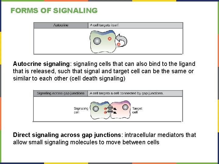 FORMS OF SIGNALING Autocrine signaling: signaling cells that can also bind to the ligand
