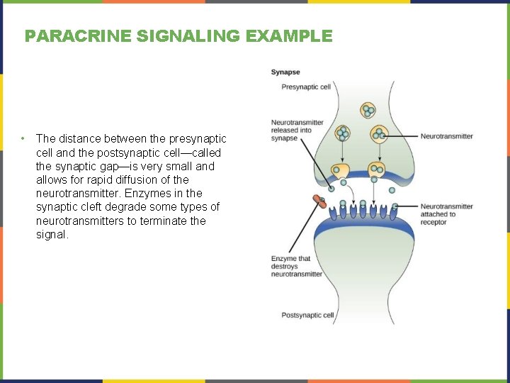 PARACRINE SIGNALING EXAMPLE • The distance between the presynaptic cell and the postsynaptic cell—called