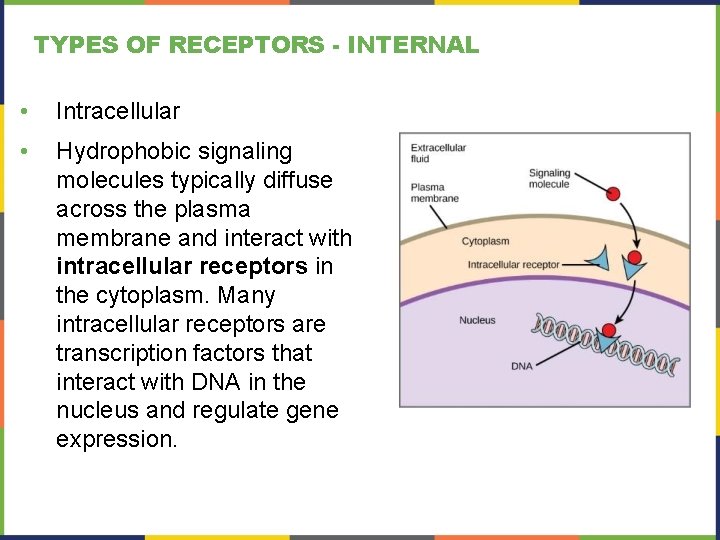 TYPES OF RECEPTORS - INTERNAL • Intracellular • Hydrophobic signaling molecules typically diffuse across