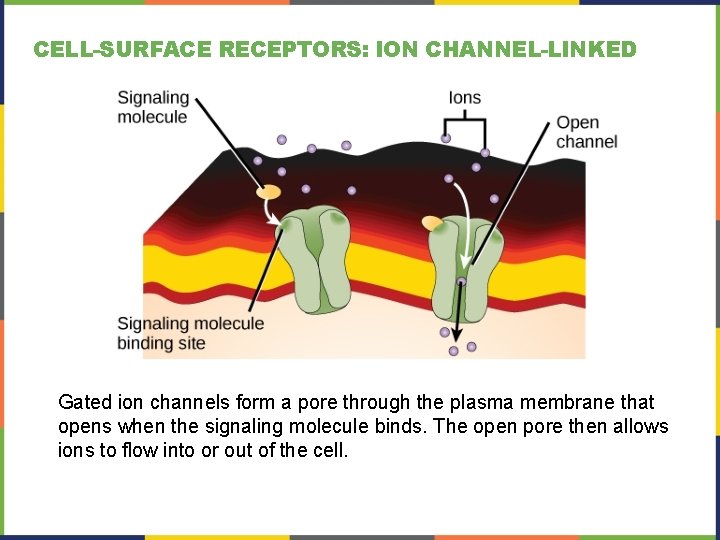 CELL-SURFACE RECEPTORS: ION CHANNEL-LINKED Gated ion channels form a pore through the plasma membrane