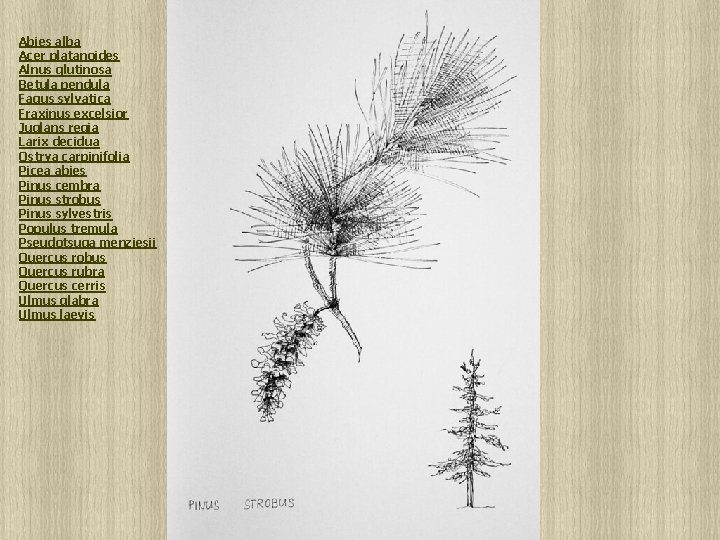 Abies alba Acer platanoides Alnus glutinosa Betula pendula Fagus sylvatica Fraxinus excelsior Juglans regia