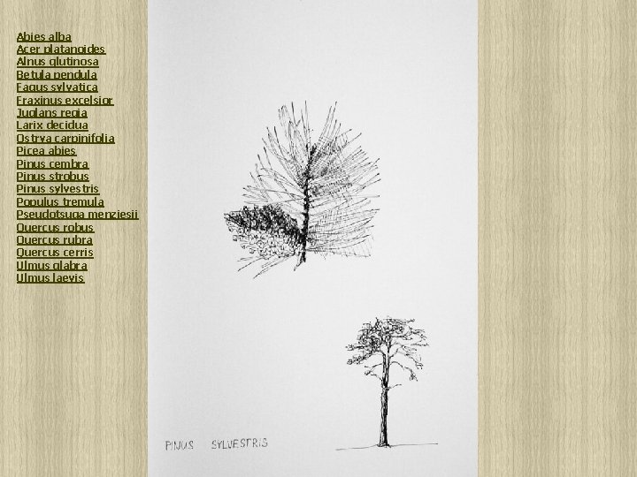 Abies alba Acer platanoides Alnus glutinosa Betula pendula Fagus sylvatica Fraxinus excelsior Juglans regia