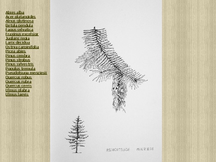 Abies alba Acer platanoides Alnus glutinosa Betula pendula Fagus sylvatica Fraxinus excelsior Juglans regia