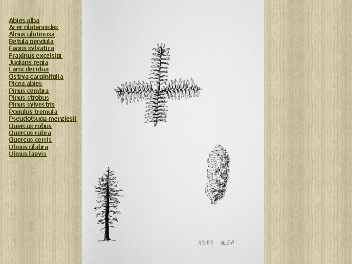 Abies alba Acer platanoides Alnus glutinosa Betula pendula Fagus sylvatica Fraxinus excelsior Juglans regia