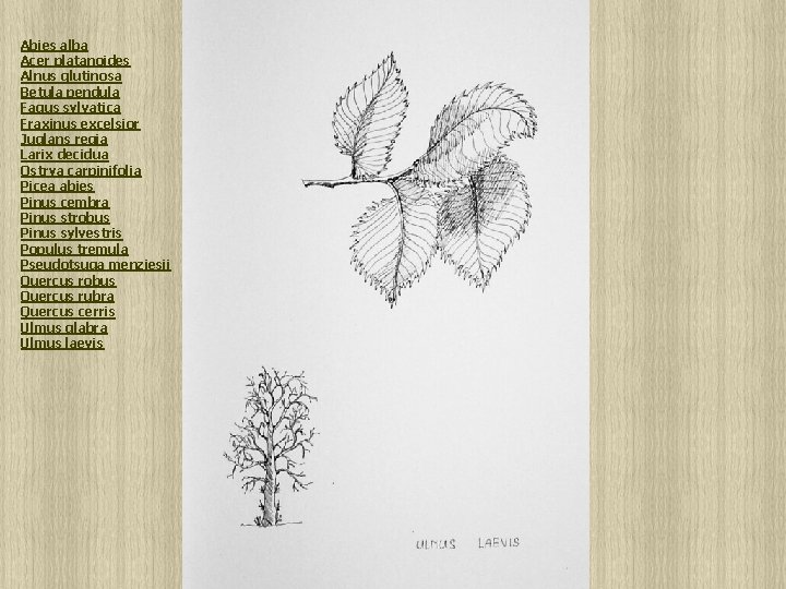Abies alba Acer platanoides Alnus glutinosa Betula pendula Fagus sylvatica Fraxinus excelsior Juglans regia