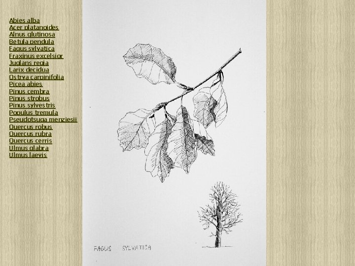 Abies alba Acer platanoides Alnus glutinosa Betula pendula Fagus sylvatica Fraxinus excelsior Juglans regia