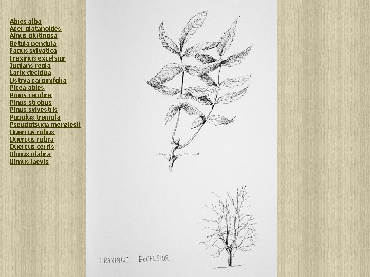 Abies alba Acer platanoides Alnus glutinosa Betula pendula Fagus sylvatica Fraxinus excelsior Juglans regia