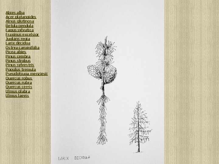 Abies alba Acer platanoides Alnus glutinosa Betula pendula Fagus sylvatica Fraxinus excelsior Juglans regia