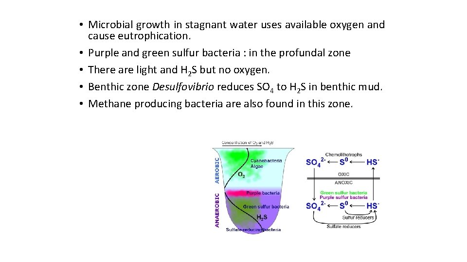  • Microbial growth in stagnant water uses available oxygen and cause eutrophication. •