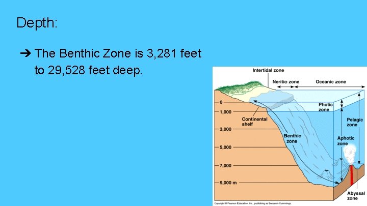 Depth: ➔ The Benthic Zone is 3, 281 feet to 29, 528 feet deep.
