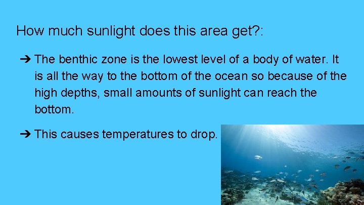How much sunlight does this area get? : ➔ The benthic zone is the