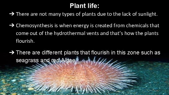 Plant life: ➔ There are not many types of plants due to the lack