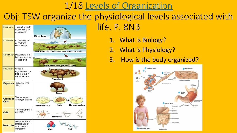 Levels of Organization Physiology Science Notebook Front Cover