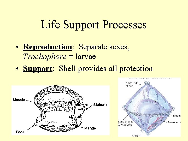 Life Support Processes • Reproduction: Separate sexes, Trochophore = larvae • Support: Shell provides