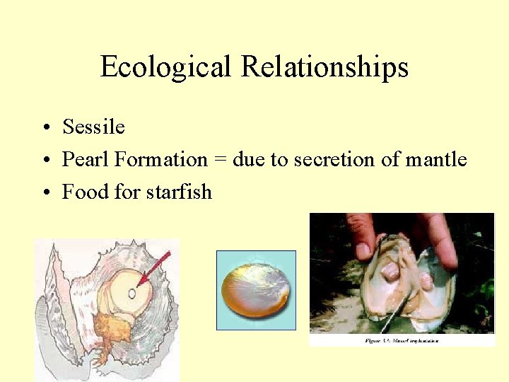 Ecological Relationships • Sessile • Pearl Formation = due to secretion of mantle •