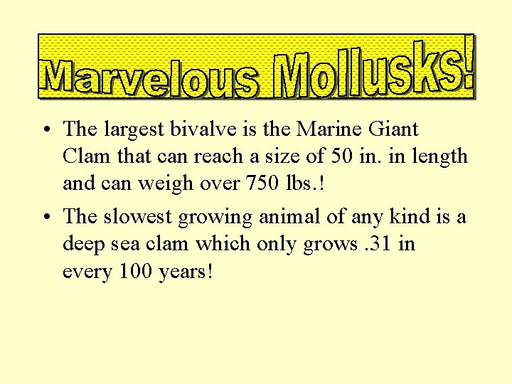 • The largest bivalve is the Marine Giant Clam that can reach a