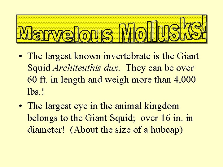  • The largest known invertebrate is the Giant Squid Architeuthis dux. They can