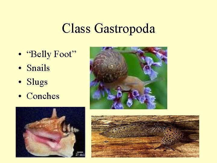 Class Gastropoda • • “Belly Foot” Snails Slugs Conches 