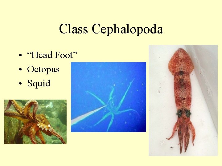 Class Cephalopoda • “Head Foot” • Octopus • Squid 
