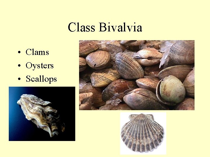 Class Bivalvia • Clams • Oysters • Scallops 