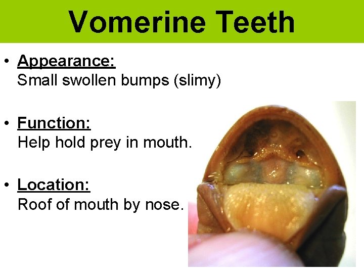 Vomerine Teeth • Appearance: Small swollen bumps (slimy) • Function: Help hold prey in