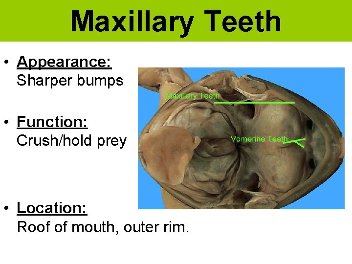 Maxillary Teeth • Appearance: Sharper bumps • Function: Crush/hold prey • Location: Roof of
