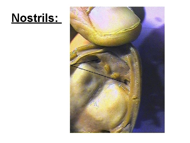 Nostrils: 