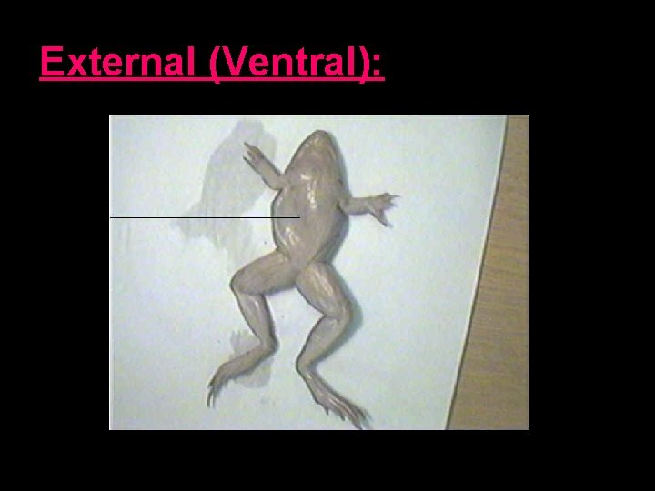 External (Ventral): 