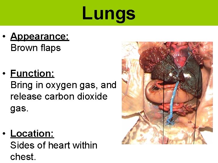 Lungs • Appearance: Brown flaps • Function: Bring in oxygen gas, and release carbon