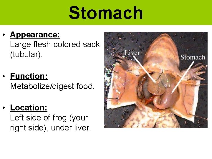 Stomach • Appearance: Large flesh-colored sack (tubular). • Function: Metabolize/digest food. • Location: Left