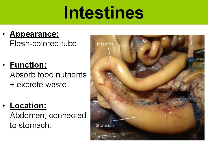Intestines • Appearance: Flesh-colored tube • Function: Absorb food nutrients + excrete waste •