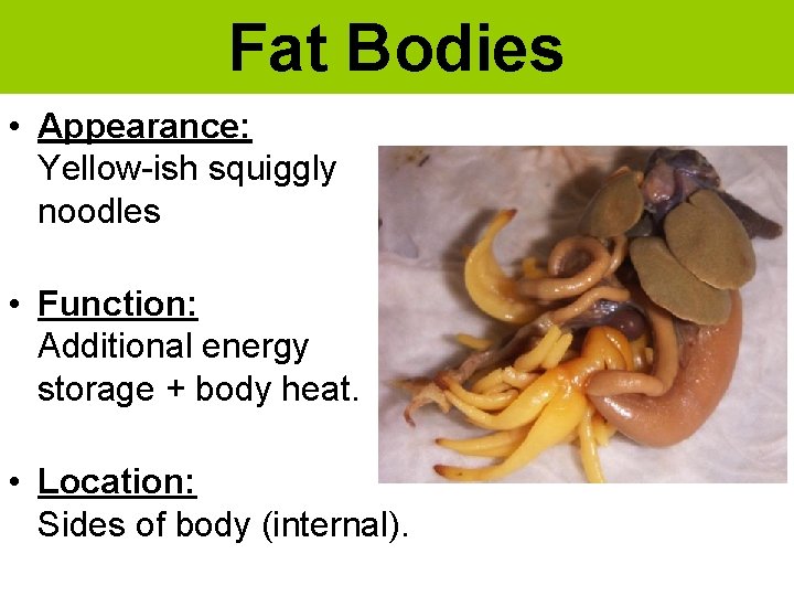 Fat Bodies • Appearance: Yellow-ish squiggly noodles • Function: Additional energy storage + body