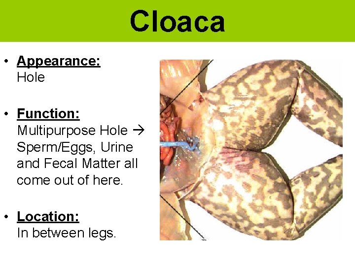Cloaca • Appearance: Hole • Function: Multipurpose Hole Sperm/Eggs, Urine and Fecal Matter all