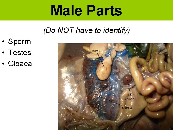 Male Parts (Do NOT have to identify) • Sperm • Testes • Cloaca 