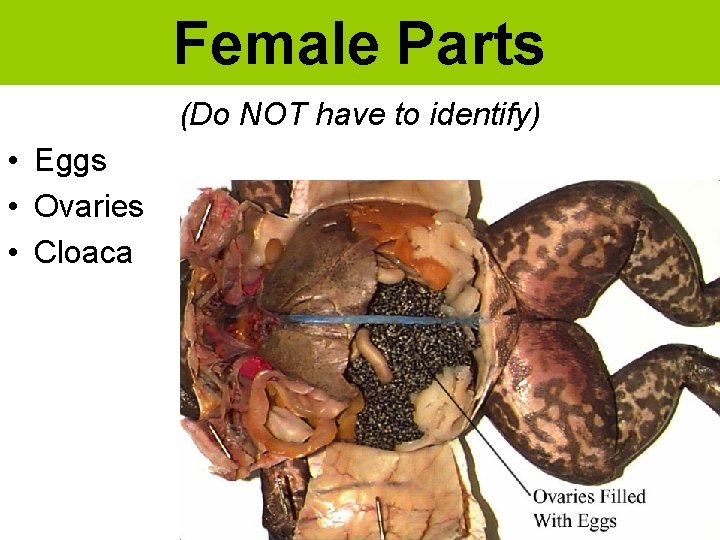 Female Parts (Do NOT have to identify) • Eggs • Ovaries • Cloaca 