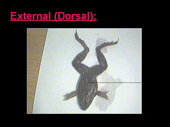 External (Dorsal): 