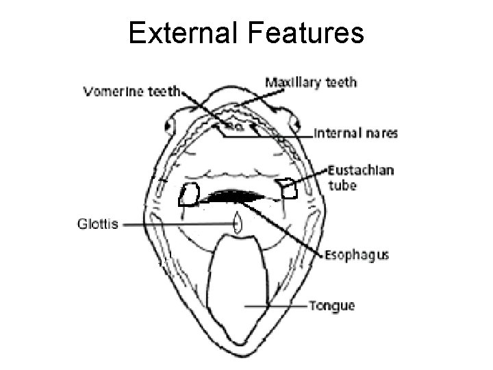 External Features 