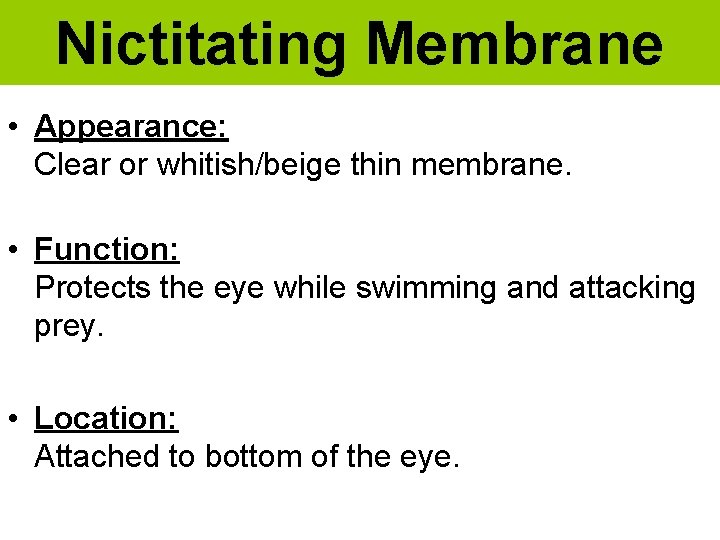 Nictitating Membrane • Appearance: Clear or whitish/beige thin membrane. • Function: Protects the eye