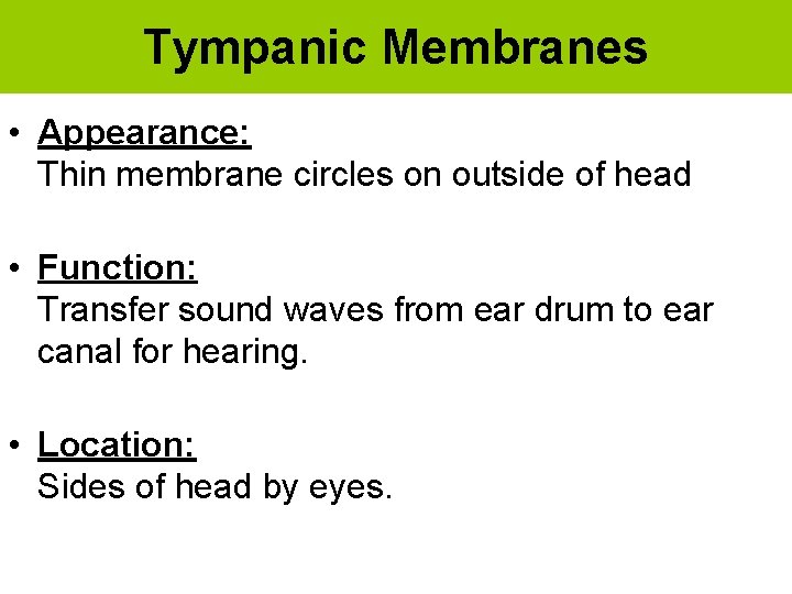 Tympanic Membranes • Appearance: Thin membrane circles on outside of head • Function: Transfer