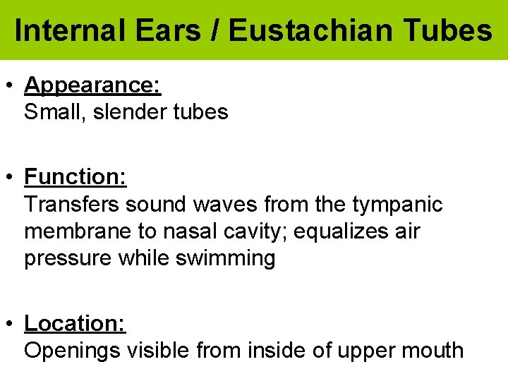 Internal Ears / Eustachian Tubes • Appearance: Small, slender tubes • Function: Transfers sound
