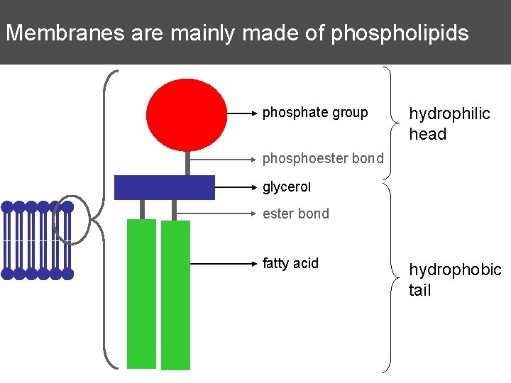 Membranes In Cells Chapter 2 3 Objectives Of Membranes In Cells Chapter 2 3 Objectives Of