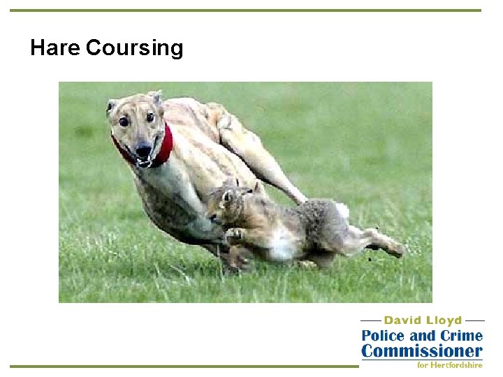 Hare Coursing 