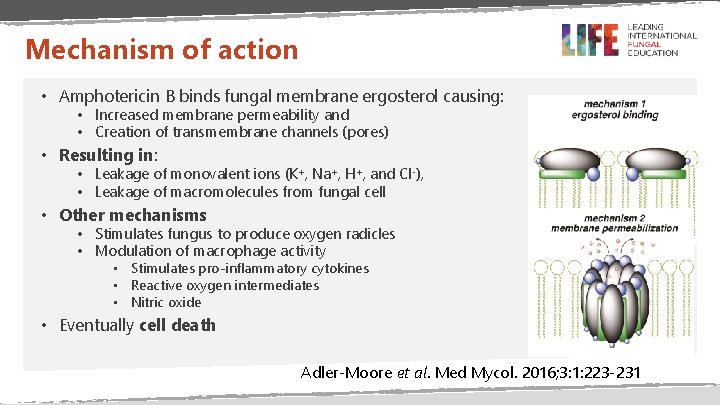 Mechanism of action • Amphotericin B binds fungal membrane ergosterol causing: • Increased membrane