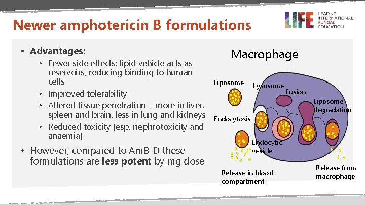 Newer amphotericin B formulations • Advantages: • Fewer side effects: lipid vehicle acts as