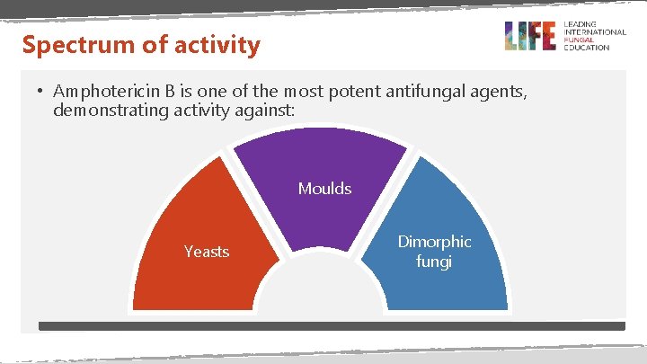 Spectrum of activity • Amphotericin B is one of the most potent antifungal agents,