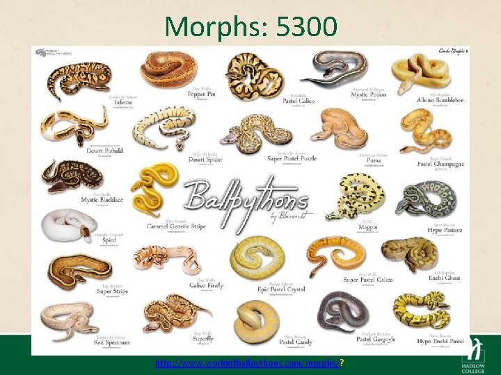 Morphs: 5300 http: //www. worldofballpythons. com/morphs/? 