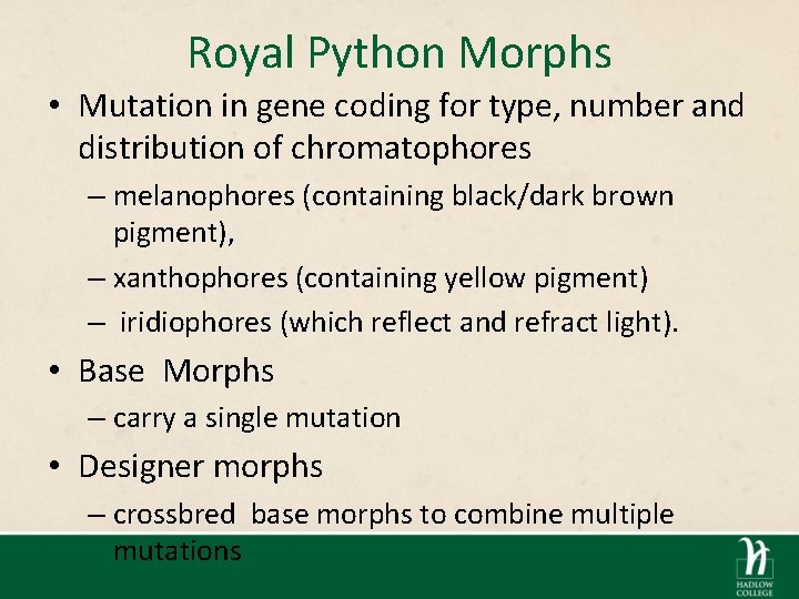 Royal Python Morphs • Mutation in gene coding for type, number and distribution of